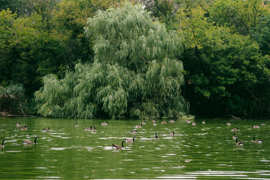 3 Benefits of Belonging to a Big Pond