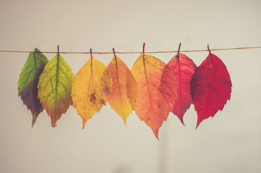leaves change from green to red while hanging on a line