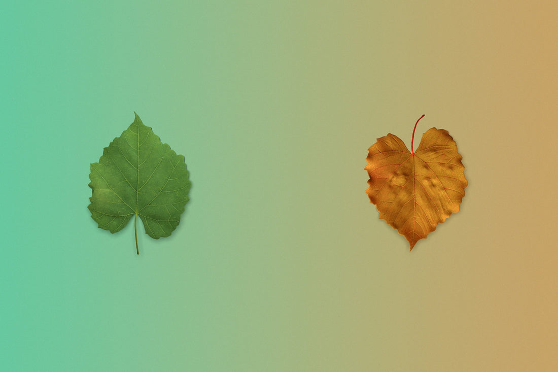 Your Fall and Winter Database Plan