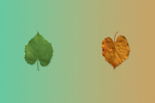 Your Fall and Winter Database Plan