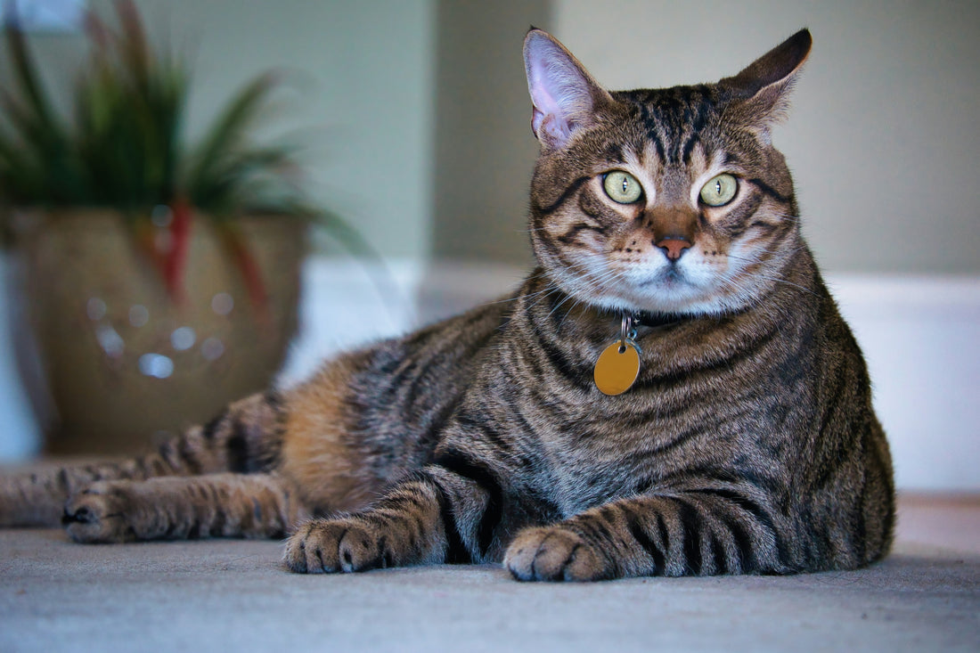 Pet Owners Are on the Rise—Be Their Agent of Choice