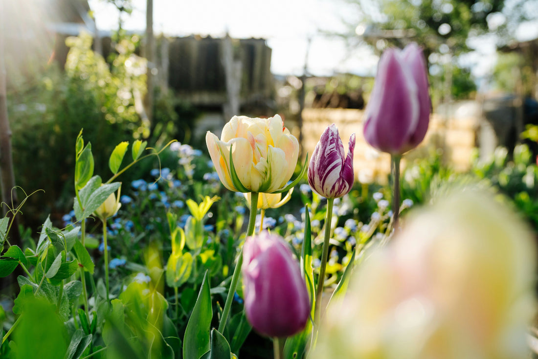 Choose Natural Landscaping for Boundless Benefits this Summer