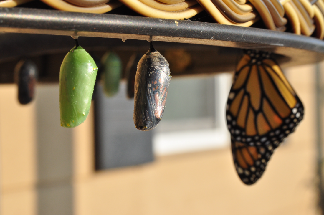 A Growth Mindset Will Change Your Life